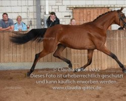 dressage horse Sweet Love MH (Oldenburg, 2019, from Fred Feuerstein)