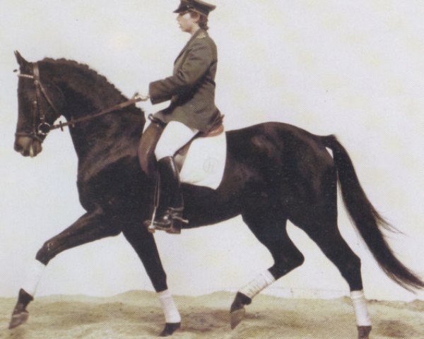 stallion Tremezzo xx (Thoroughbred, 1978, from Madruzzo xx)