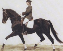 stallion Tremezzo xx (Thoroughbred, 1978, from Madruzzo xx)