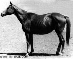 broodmare Angara (Trakehner, 1944, from Alibi)