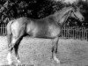 stallion Chrysolit (Russian Trakehner, 1950, from Hitrez)