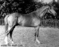 Deckhengst Chrysolit (Russisch Trakehner, 1950, von Hitrez)