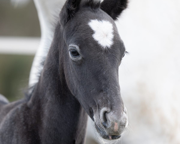 dressage horse Dion by Elfes S (Westphalian, 2022, from Danestos)