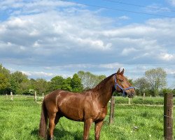 dressage horse For Harmony (Westphalian, 2015, from For Romance I)