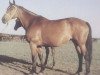 broodmare Chasa (Russian Trakehner, 1957, from Chrysolit)