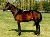 stallion Herson (Russian Trakehner, 1978, from Eol)
