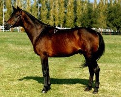 stallion Herson (Russian Trakehner, 1978, from Eol)