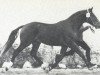 stallion Milano II (Holsteiner, 1978, from Midas)
