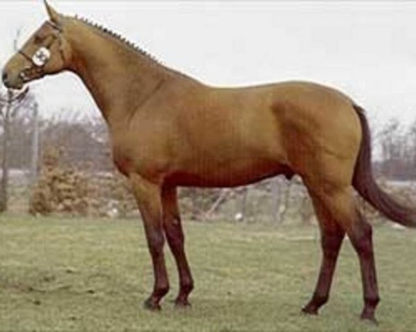 stallion Limaro M (Danish Warmblood, 1987, from Lagano)