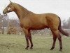 stallion Limaro M (Danish Warmblood, 1987, from Lagano)