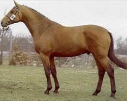 Deckhengst Limaro M (Dänisches Warmblut, 1987, von Lagano)