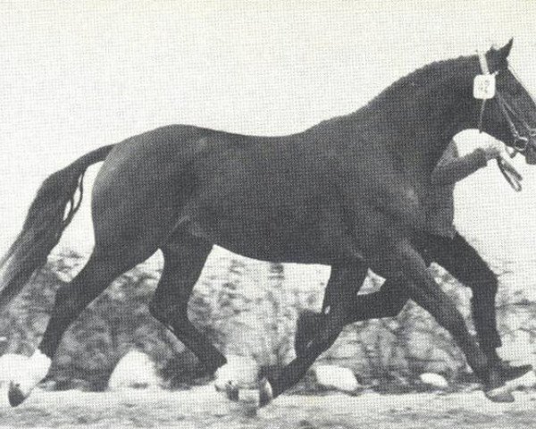 horse Milan (Hanoverian, 1966, from Marconi)