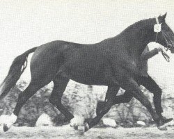 stallion Milan (Hanoverian, 1966, from Marconi)