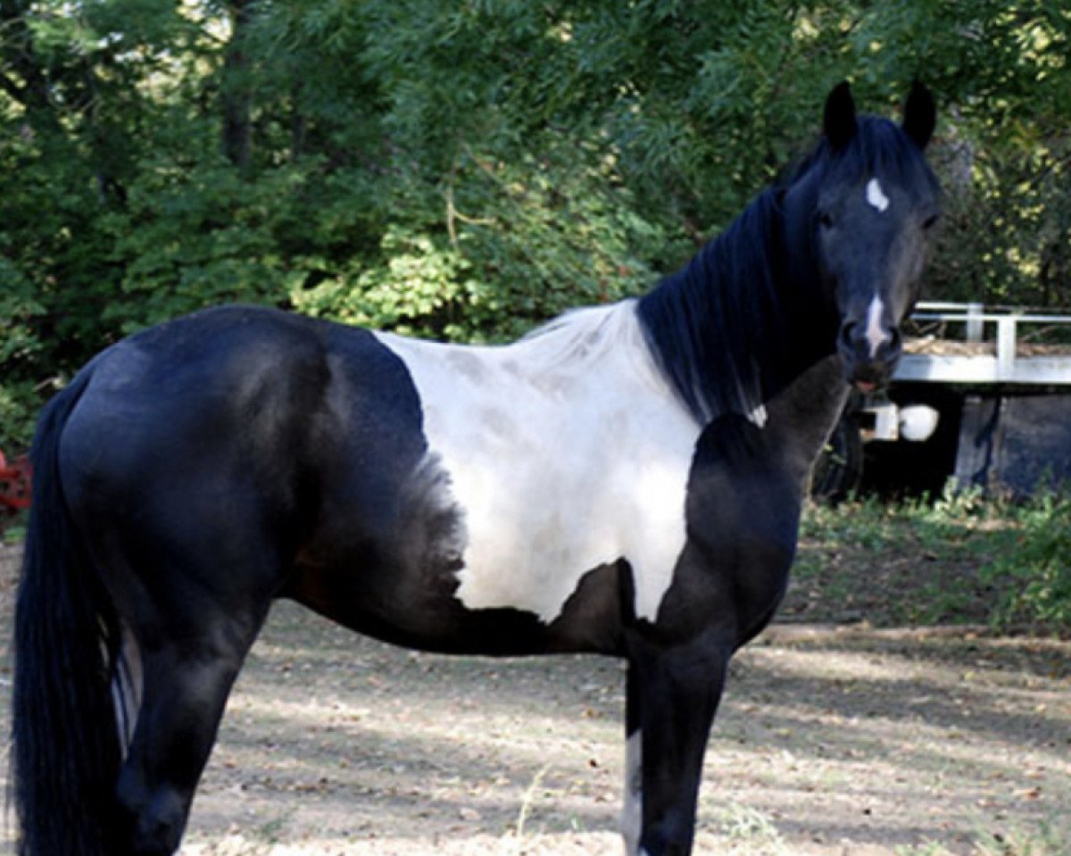 Dressurpferd Finn C (Deutsches Reitpferd, 2018, von Finest)