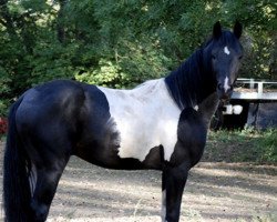 dressage horse Finn C (German Warmblood, 2018, from Finest)