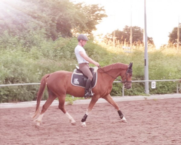 dressage horse Gründleinshofs Date (German Riding Pony, 2016, from Dating At NRW)