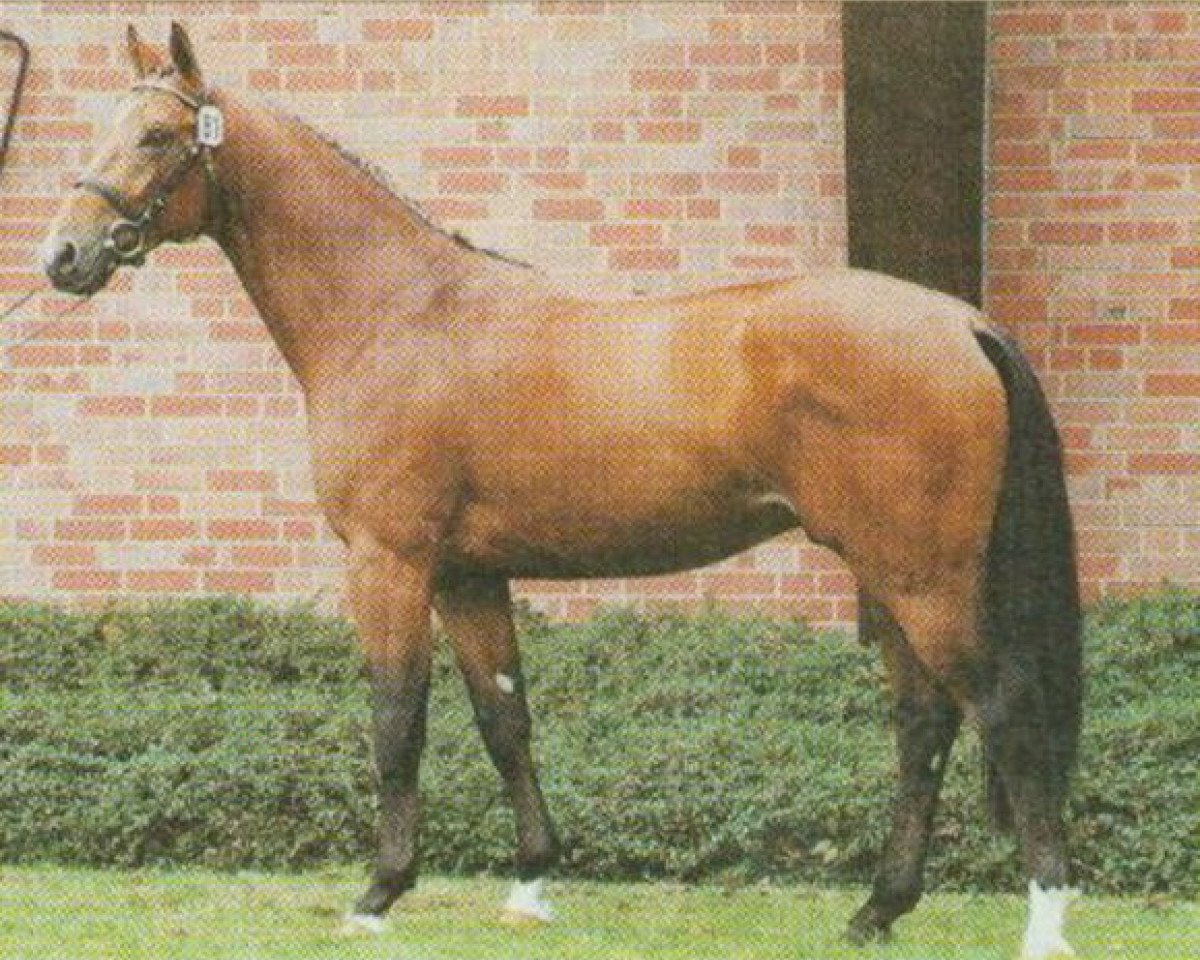 stallion Poet (Westphalian, 1995, from Polydor)