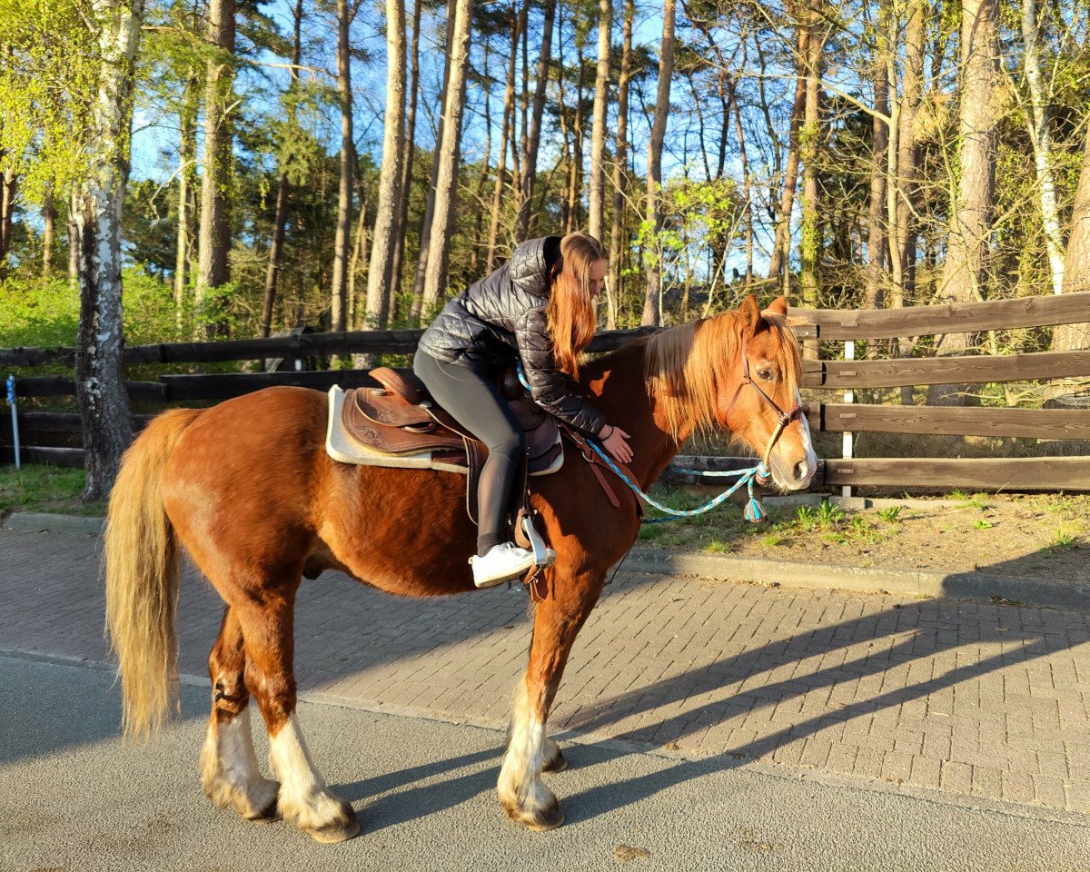 horse Gwallwy Llevelyn Tomos (Welsh-Cob (Sek. D), 2000, from Trofarth Llewelyn)