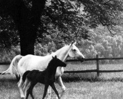 broodmare Dinarsad ox (Arabian thoroughbred, 1928, from Dynamit ox)