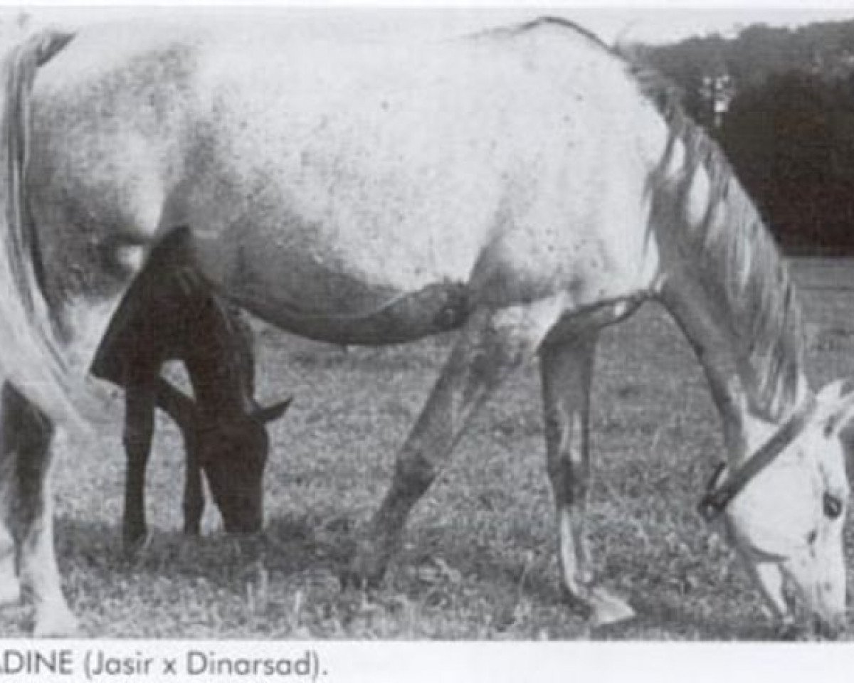 broodmare Jadine ox (Arabian purebred, 1947, from Jasir 1925 EAO)