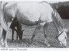 Zuchtstute Jadine ox (Vollblutaraber, 1947, von Jasir 1925 EAO)