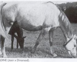 broodmare Jadine ox (Arabian thoroughbred, 1947, from Jasir 1925 EAO)