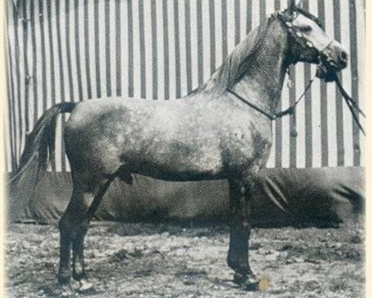 stallion Haladin ox (Arabian purebred, 1952, from Halef 1937 ox)