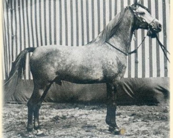 stallion Haladin ox (Arabian thoroughbred, 1952, from Halef 1937 ox)