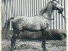 Deckhengst Haladin ox (Vollblutaraber, 1952, von Halef 1937 ox)