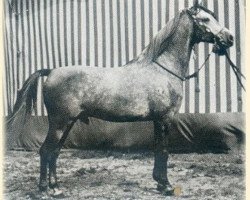 stallion Haladin ox (Arabian thoroughbred, 1952, from Halef 1937 ox)