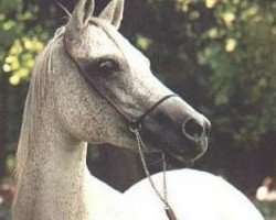 broodmare Fatme ox (Arabian thoroughbred, 1956, from Haladin ox)