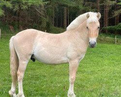 jumper Casjen (Fjord Horse, 2021, from Caron vom Eekbarg)