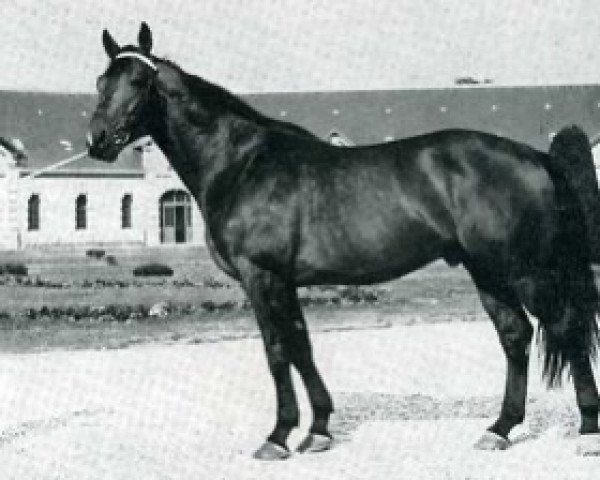 stallion Bienvenu (Selle Français, 1967, from Quirinal)