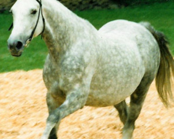 broodmare Pomona (Trakehner, 1983, from Illuster)