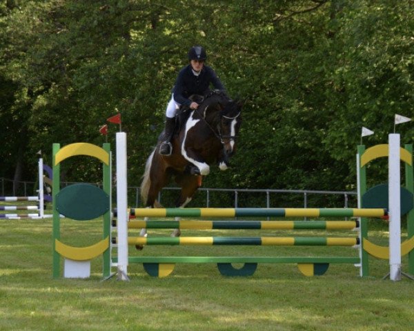 jumper Rebellion du Rouet (Zangersheide riding horse, 2017, from Hahnenhofs Rox du Rouet)