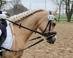 Pferd Moorwegs Anita (Welsh Mountain Pony (Sek.A), 2010, von Churchwood Troy)