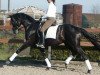 stallion Royal of Loh (Oldenburg, 1998, from Rivero xx)