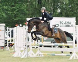 Springpferd Zarifeh (Holsteiner, 2007, von Carlos DZ)