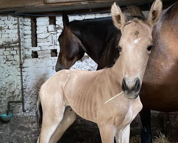 Dressurpferd Cara (Kleines deutsches Reitpferd, 2022, von Soel'rings Cuvee)