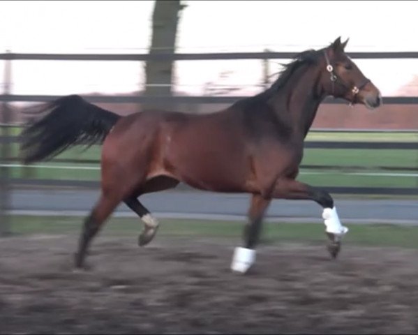 dressage horse Stute von Erdinger / Florenz (Oldenburg, 2019, from Erdinger)