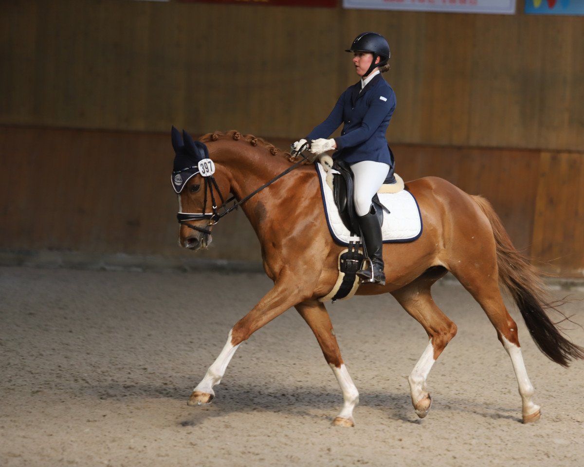 dressage horse Magnus 126 (Polish Warmblood, 2012, from Brandon)