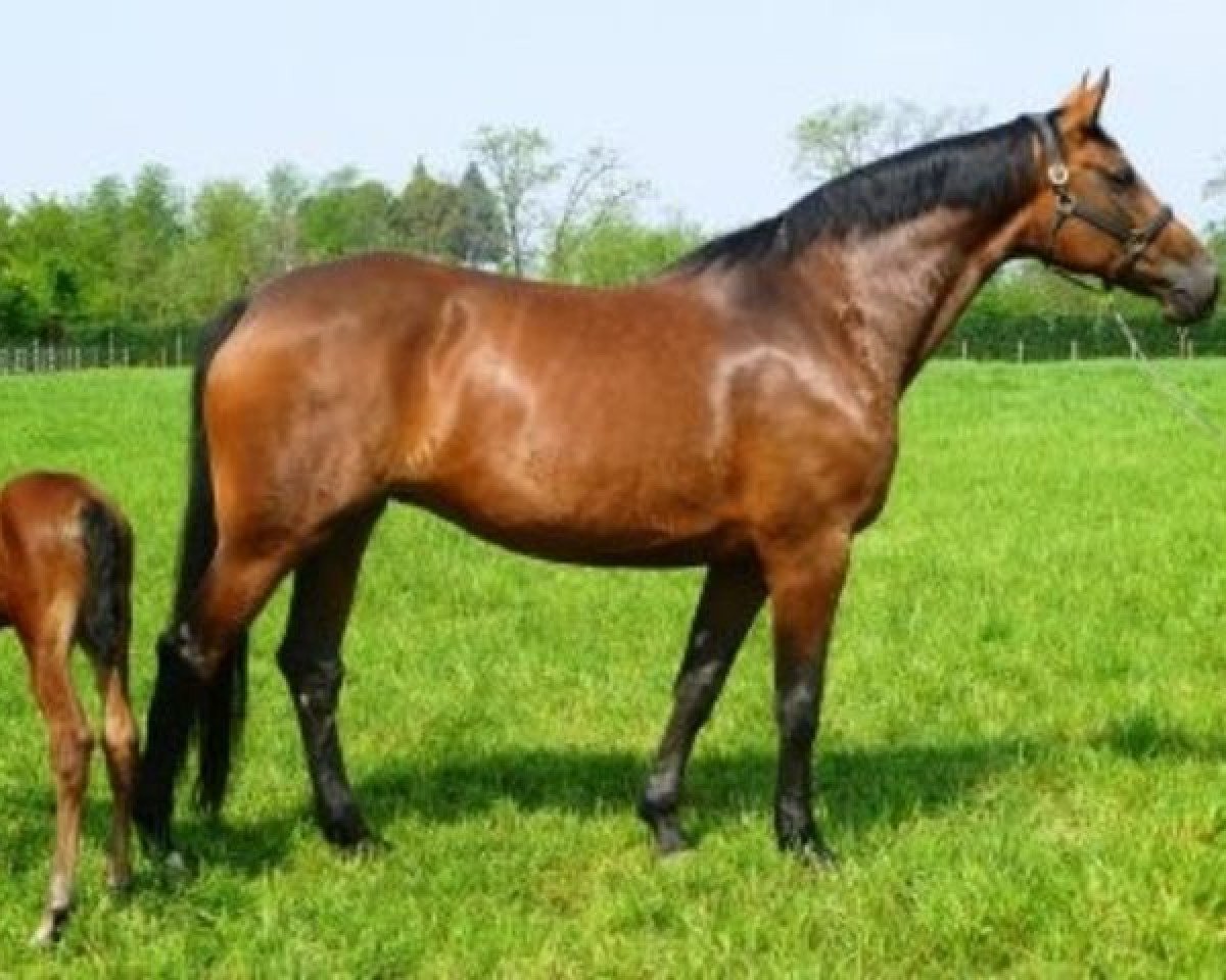 broodmare Sharifa II (Holsteiner, 2002, from Contender)