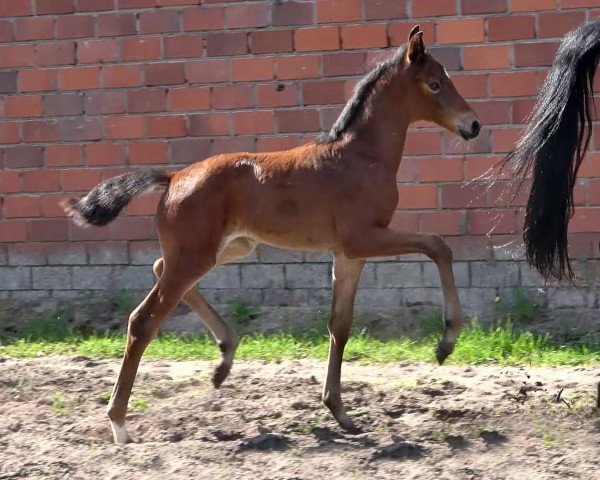 dressage horse G... (Oldenburg, 2022, from GALAXY)