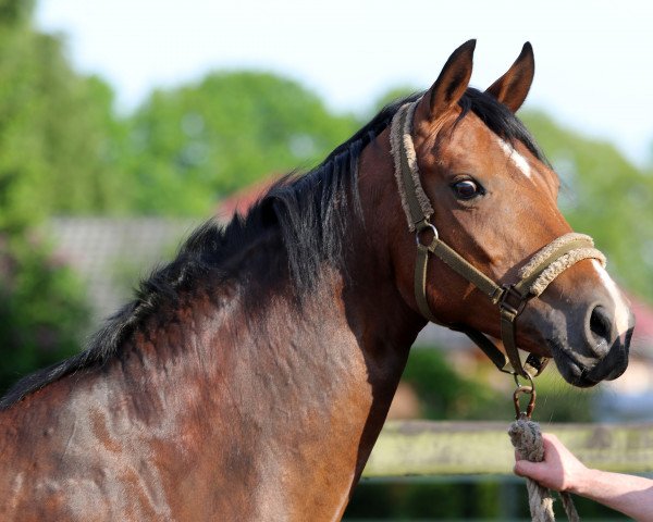 broodmare Floreida (Oldenburg, 2015, from Florenz 71)