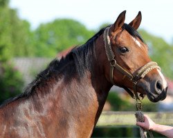 broodmare Floreida (Oldenburg, 2015, from Florenz 71)