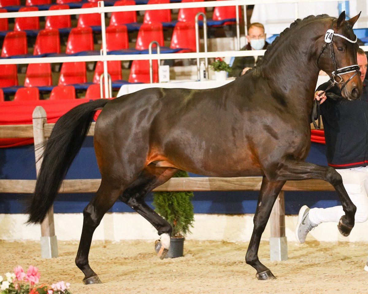 Deckhengst Galaxy (KWPN (Niederländisches Warmblut), 2016, von Kastel's Grand Galaxy Win)
