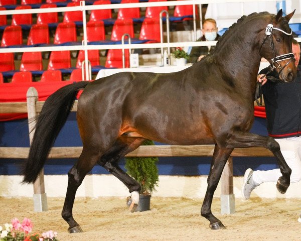 stallion Galaxy 77 (KWPN (Royal Dutch Sporthorse), 2016, from Kastel's Grand Galaxy Win)