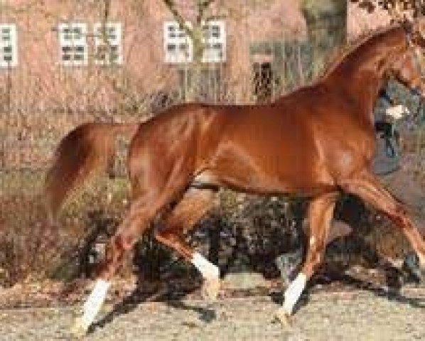 stallion Borowski (Hanoverian, 2005, from Brentano II)