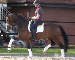 broodmare Fürstinheide (Oldenburg, 2017, from Fürst Fabrice)