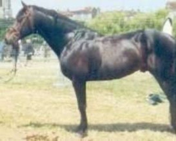stallion Baboutchyn (Selle Français, 1989, from Pamphile)